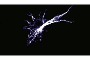 Immunofluorescence staining of mouse macrophages. (Liver Arginase Antikörper  (AA 53-207))