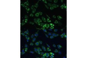 Immunofluorescence analysis of C6 cells using USP46 Polyclonal Antibody (ABIN7271165) at dilution of 1:100 (40x lens). (USP46 Antikörper)