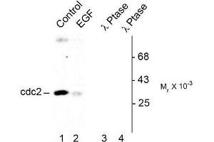 Image no. 1 for anti-Cyclin-Dependent Kinase 1 (CDK1) (pTyr15) antibody (ABIN372596) (CDK1 Antikörper  (pTyr15))