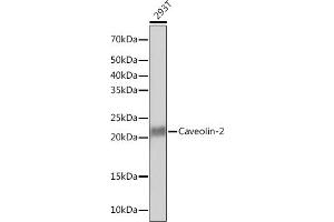 Western blot analysis of extracts of 293T cells, using Caveolin-2 Rabbit mAb (ABIN7266155) at 1:1000 dilution. (Caveolin 2 Antikörper)