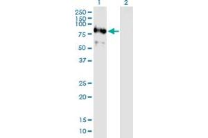 Western Blot analysis of RNF220 expression in transfected 293T cell line by RNF220 MaxPab polyclonal antibody. (RNF220 Antikörper  (AA 1-566))