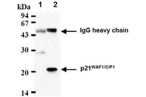 Western Blotting (WB) image for anti-Cyclin-Dependent Kinase Inhibitor 1A (p21, Cip1) (CDKN1A) antibody (ABIN487485) (p21 Antikörper)