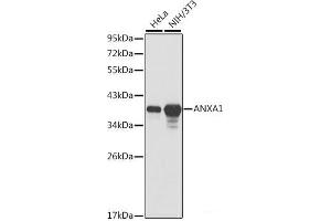 Western blot analysis of extracts of various cell lines using ANXA1 Polyclonal Antibody. (Annexin a1 Antikörper)