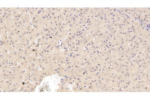 Detection of ADPN in Porcine Liver Tissue using Monoclonal Antibody to Adiponectin (ADPN) (ADIPOQ Antikörper  (AA 18-243))