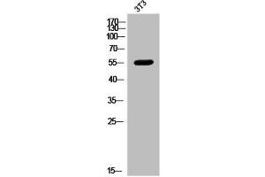 Western Blot analysis of 3T3 cells using MMP-8 Polyclonal Antibody (MMP8 Antikörper  (C-Term))