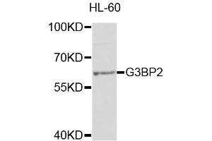 Western blot analysis of extracts of HL-60 cells, using G3BP2 antibody (ABIN1877055) at 1:1000 dilution. (G3BP2 Antikörper)