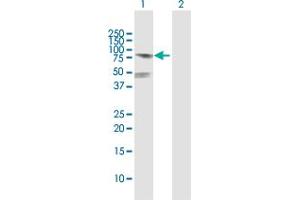 Western Blot analysis of POLA2 expression in transfected 293T cell line by POLA2 MaxPab polyclonal antibody. (POLA2 Antikörper  (AA 1-598))