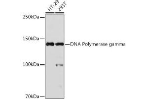 Western blot analysis of extracts of various cell lines, using DNA Polymerase gamma Rabbit mAb (ABIN1681071, ABIN3015441, ABIN3015442 and ABIN7101417) at 1:1000 dilution.