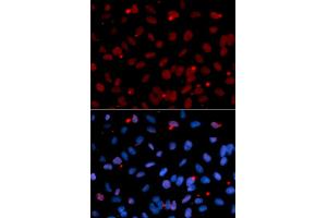 Immunofluorescence analysis of U2OS cells using SRSF1 antibody. (SRSF1 Antikörper)