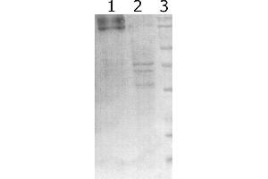 Western-Blot detection of human RET expressed in CHO cells. (Ret Proto-Oncogene Antikörper)