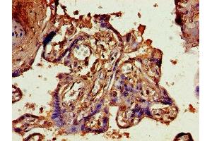 IHC image of ABIN7144092 diluted at 1:800 and staining in paraffin-embedded human placenta tissue performed on a Leica BondTM system.