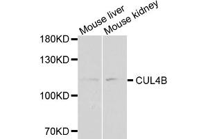 Western blot analysis of extracts of various cell lines, using CUL4B antibody (ABIN1876588) at 1:1000 dilution. (Cullin 4B Antikörper)