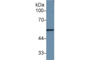Western Blotting (WB) image for anti-Matrix Metallopeptidase 12 (Macrophage Elastase) (MMP12) (AA 100-286) antibody (ABIN7437821)