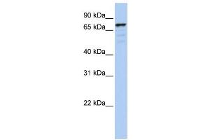 Western Blotting (WB) image for anti-Golgin A5 (GOLGA5) antibody (ABIN2459030) (GOLGA5 Antikörper)