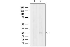 anti-Calneuron 1 (CALN1) (Internal Region) antibody