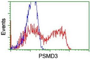 HEK293T cells transfected with either RC202307 overexpress plasmid (Red) or empty vector control plasmid (Blue) were immunostained by anti-PSMD3 antibody (ABIN2455562), and then analyzed by flow cytometry. (PSMD3 Antikörper)