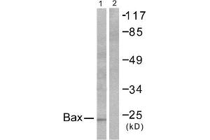 Western Blotting (WB) image for anti-BCL2-Associated X Protein (BAX) (N-Term) antibody (ABIN1848438) (BAX Antikörper  (N-Term))