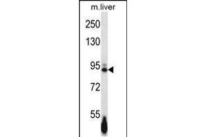 Western blot analysis in mouse liver tissue lysates (35ug/lane). (EPH Receptor B4 Antikörper  (AA 360-389))