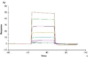 Surface Plasmon Resonance (SPR) image for Leukemia Inhibitory Factor Receptor alpha (LIFR) (AA 45-833) protein (His tag) (ABIN7275152)