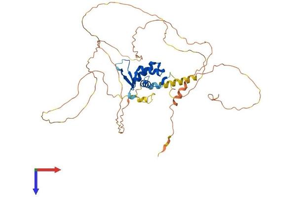 FOXA1 Protein (AA 1-468) (His tag)