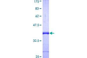 SDS-PAGE (SDS) image for Glutaredoxin 1 (GRX1) (AA 1-106) protein (GST tag) (ABIN2565158)