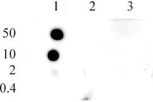 Histone H3 monomethyl Lys9 antibody (pAb) tested by dot blot analysis. (Histone 3 Antikörper  (meLys9))