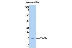 Western Blotting (WB) image for anti-Ribonuclease, RNase A Family, 1 (Pancreatic) (RNASE1) (AA 31-150) antibody (Biotin) (ABIN1172718) (RNASE1 Antikörper  (AA 31-150) (Biotin))