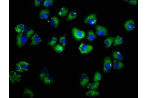 Immunofluorescence staining of Hela cells with ABIN7143386 at 1:166, counter-stained with DAPI. (ADGRE2 Antikörper  (AA 151-323))