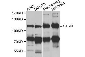 Western blot analysis of extracts of various cell lines, using STRN antibody (ABIN5975752) at 1/1000 dilution. (Striatin Antikörper)