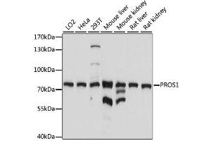 Western blot analysis of extracts of various cell lines, using PROS1 antibody. (PROS1 Antikörper  (AA 405-676))