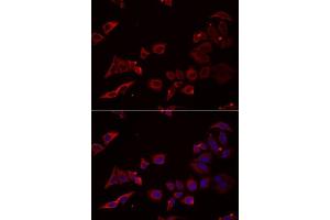 Immunofluorescence analysis of U2OS cells using NRBF2 antibody. (NRBF2 Antikörper  (AA 10-220))