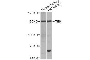 Western blot analysis of extracts of various cell lines, using TEK antibody (ABIN2560344) at 1:1000 dilution. (TEK Antikörper)