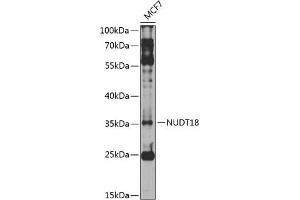 Western blot analysis of extracts of MCF-7 cells, using NUDT18 antibody (ABIN6132820, ABIN6144934, ABIN6144935 and ABIN6224604) at 1:1000 dilution. (NUDT18 Antikörper  (AA 1-323))