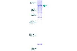 Image no. 1 for Peroxisomal Biogenesis Factor 5 (PEX5) (AA 1-631) protein (GST tag) (ABIN1314707) (PEX5 Protein (AA 1-631) (GST tag))