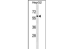 TFEB Antibody (Center) (ABIN1538221 and ABIN2850379) western blot analysis in HepG2 cell line lysates (35 μg/lane).