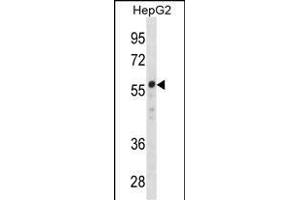 ZN Antibody (Center) (ABIN1882020 and ABIN2838409) western blot analysis in HepG2 cell line lysates (35 μg/lane). (ZNF276 Antikörper  (AA 388-416))