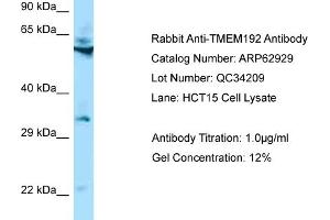 Western Blotting (WB) image for anti-Transmembrane Protein 192 (TMEM192) (N-Term) antibody (ABIN971890) (TMEM192 Antikörper  (N-Term))