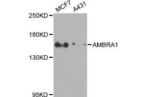 Western blot analysis of extracts of MCF7 and A431 cells, using FLJ20294 antibody. (AMBRA1 Antikörper)