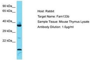 Image no. 1 for anti-Family with Sequence Similarity 133, Member B (FAM133B) (AA 101-150) antibody (ABIN6750343) (FAM133B Antikörper  (AA 101-150))