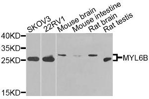Western blot analysis of extracts of various cell lines, using MYL6B antibody. (MYL6B Antikörper)
