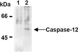 Western Blotting (WB) image for anti-Caspase 12 (Gene/pseudogene) (CASP12) (AA 95-318), (N-Term) antibody (ABIN567796) (Caspase 12 Antikörper  (N-Term))