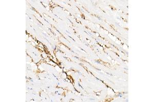 Immunohistochemistry of paraffin-embedded rat heart using Annexin  Rabbit pAb  at dilution of 1:25 (40x lens). (Annexin A2 Antikörper)