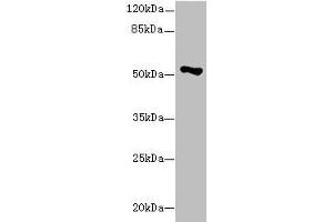 Western blot All lanes: EIF2S3 antibody at 1. (EIF2S3 Antikörper  (AA 173-472))