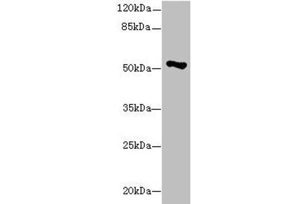 EIF2S3 Antikörper  (AA 173-472)