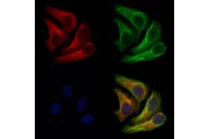 ABIN6262730 and ABIN6266734 staining Hela cells by IF/ICC. (Adenylate Kinase 1 Antikörper  (Internal Region))