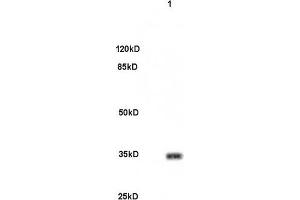 Mouse brain lysates 30ug, probed (ABIN679988) at 1:200 overnight in 4 °C. (PITX3 Antikörper  (AA 231-302))