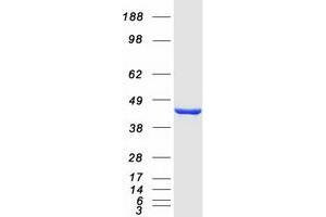 Western Blotting (WB) image for Indoleamine 2,3-Dioxygenase 1 (IDO1) (Active) protein (Myc-DYKDDDDK Tag) (ABIN2723258)