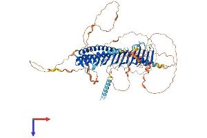 Junctophilin 2 Protein (JPH2) (AA 1-696) (His tag)