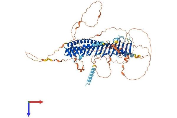 Junctophilin 2 Protein (JPH2) (AA 1-696) (His tag)