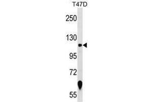 Western blot analysis in T47D cell line lysates (35 µg/lane) using ZNF217 Antibody (N-term) Cat.